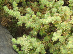 Thymelaea villosa