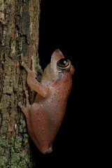 Dark-Eared Bush Frog photo 5