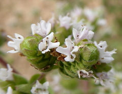 Origanum majorana