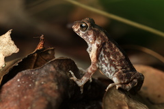 Duttaphrynus brevirostris