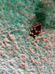 Amithao marginicollis