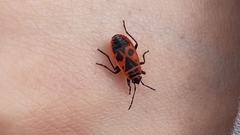 Pyrrhocoris apterus