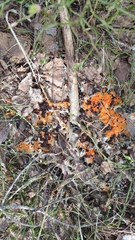 Pseudombrophila guldeniae