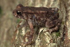 Duttaphrynus brevirostris
