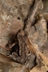 Duttaphrynus brevirostris