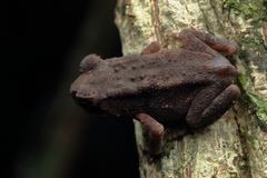 Duttaphrynus brevirostris