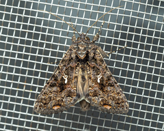 Ctenoplusia limbirena