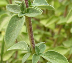 Origanum majorana
