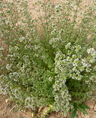 Origanum majorana