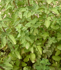 Origanum majorana