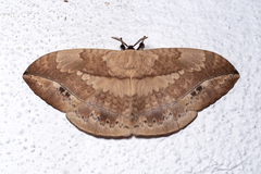 Sphingognatha asclepiades