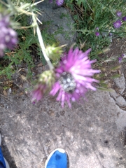 Oxythyrea funesta