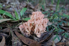 Ramaria botrytoides