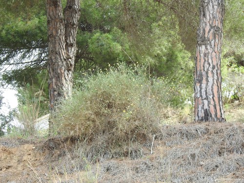 Avistamiento Pino piñonero (Doñana)