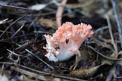 Ramaria botrytoides