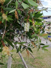 Melaleuca quinquenervia