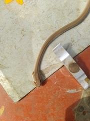 Psammophis longifrons