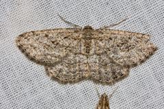 Zermizinga sinuata