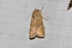 Proteuxoa bistrigula