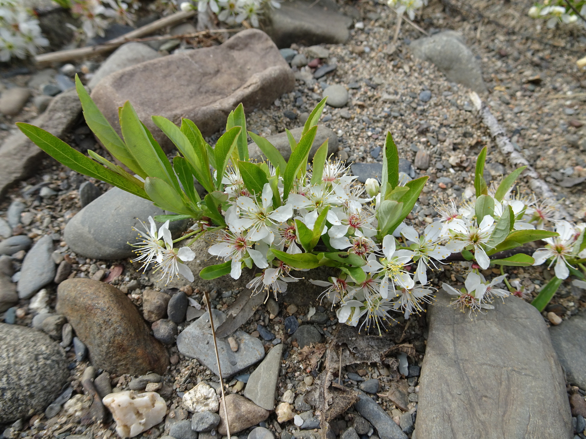 Prunus pumila var. depressa