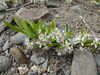 Low Sand Cherry - Photo (c) Sean Blaney, some rights reserved (CC BY-NC), uploaded by Sean Blaney