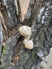 Fomes fomentarius