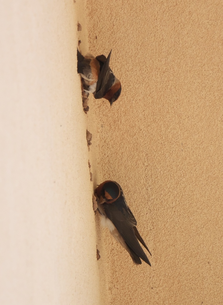 Cliff Swallow (melanogaster)