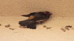 Petrochelidon pyrrhonota