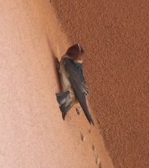 Petrochelidon pyrrhonota