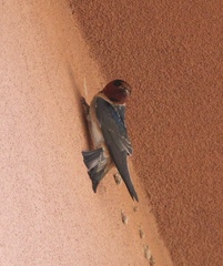 Petrochelidon pyrrhonota