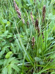 Carex disticha