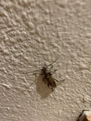 Brothylus gemmulatus