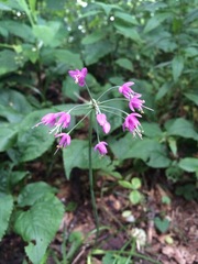 Allium allegheniense
