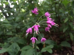 Allium allegheniense