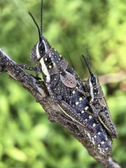 Monistria pustulifera