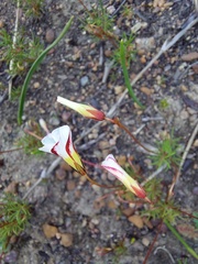Oxalis capillacea