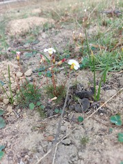 Oxalis capillacea
