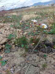 Oxalis capillacea