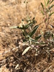 Penstemon heterophyllus