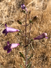 Penstemon heterophyllus