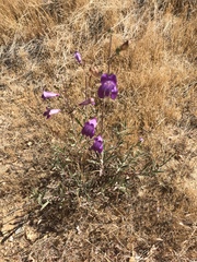 Penstemon heterophyllus