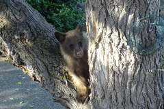Ursus americanus amblyceps