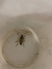 Centrodera