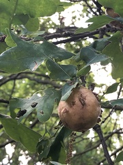 Biorhiza