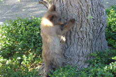 Ursus americanus amblyceps