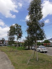 Melaleuca quinquenervia