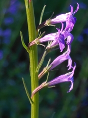 Lobelia urens