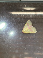 Phytometra rhodarialis