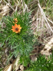 Adonis aestivalis