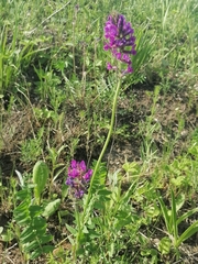 Oxytropis ambigua